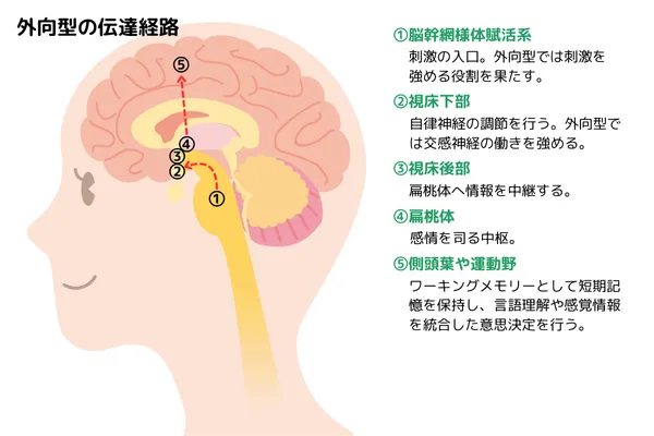 外向型の神経伝達経路画像