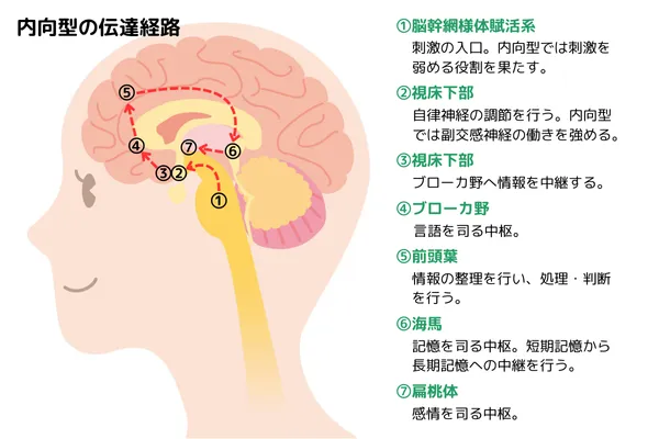 内向型の神経伝達経路画像